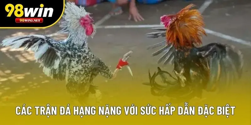 Các trận đá hạng nặng với sức hấp dẫn đặc biệt